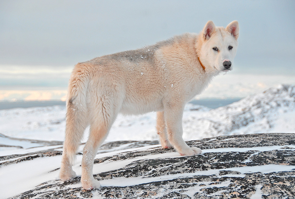 Le Groenlandais, un chien très endurant