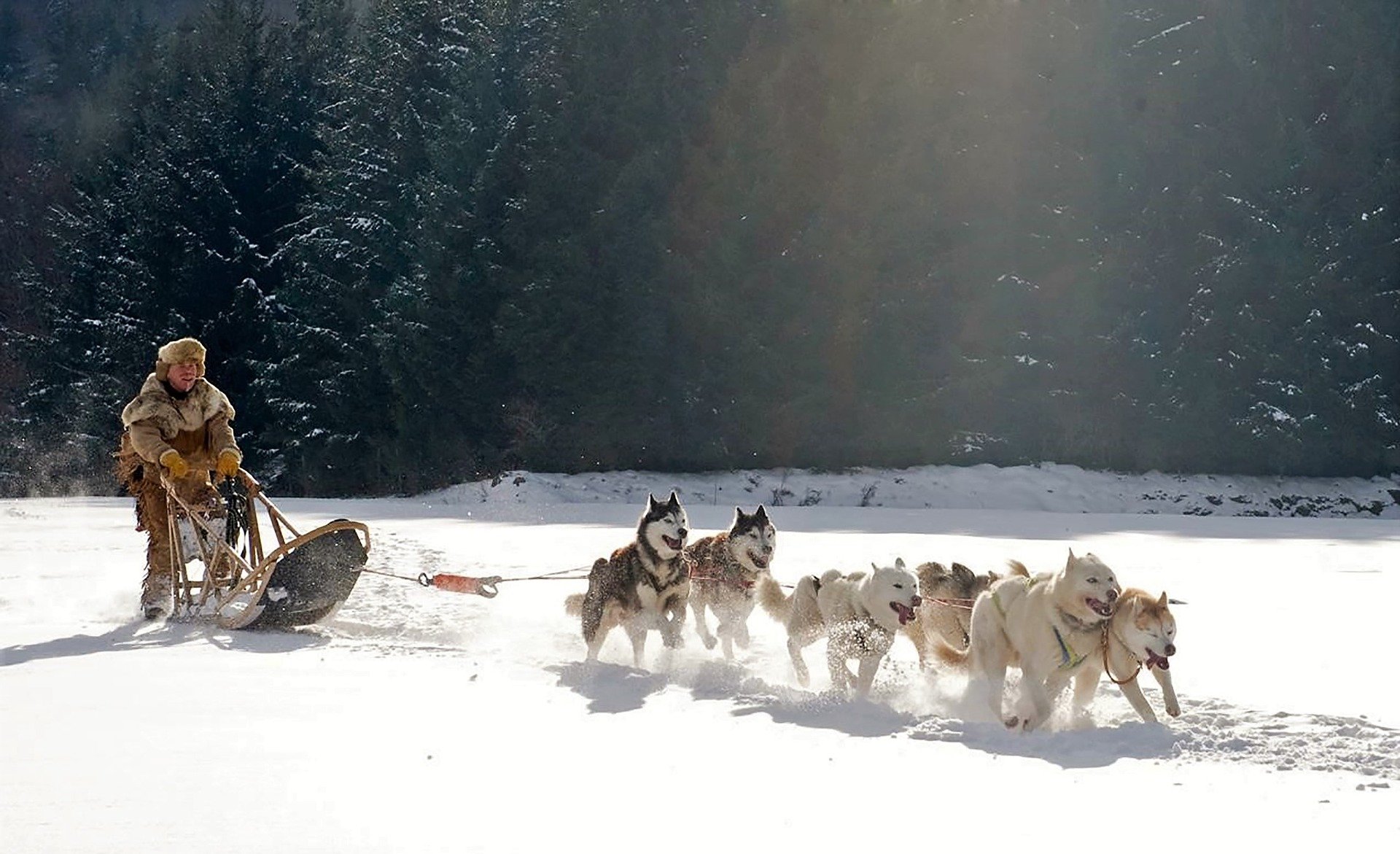 Un musher et ses chiens dans le grand nord